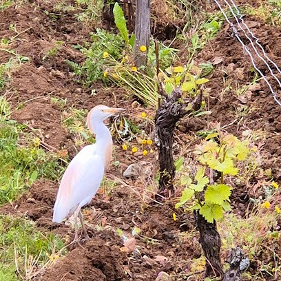 Florian Le Capitaine Vigneron, Vignoble à Rochecorbon