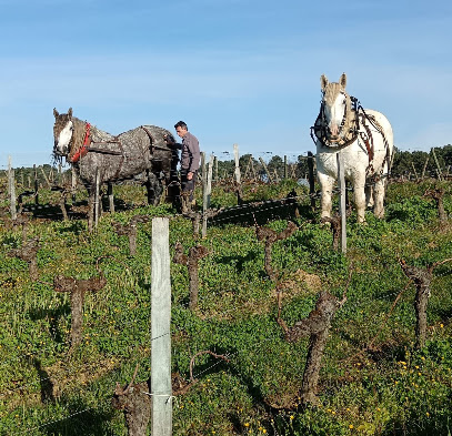 Au Pas Du Cheval Vignoble à Cézac