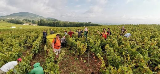 Domaine Pierre-André Dumas Vins du Beaujolais, Vignoble à Odenas