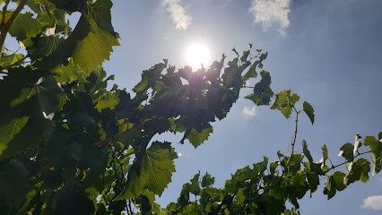 Domaine Purviti, Vignoble à Vacqueyras