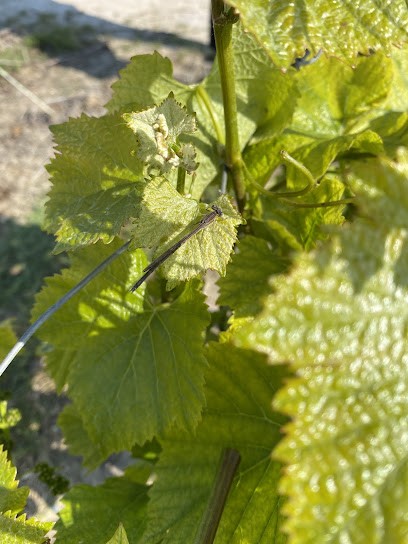Luc Christophe, Vignoble à Aÿ-Champagne