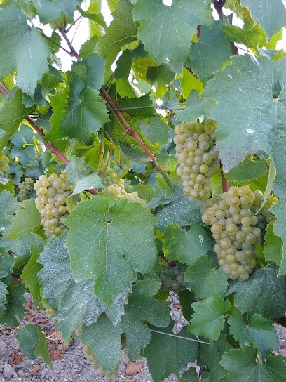 Cheminon Pascal, Vignoble à Villers-Marmery
