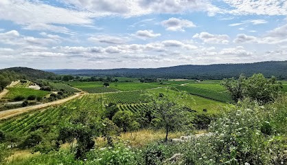 Castle Lancyre Wines in Pic Saint Loup, Vignoble à Valflaunès