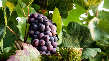 Domaine Du Clos Moreau - Pascal Massenot & Fils, Vignoble à Saint-Martin-sous-Montaigu