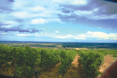 Domaine Le Virolys, Vignoble à Viré
