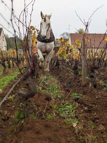 Domaine Alain et Raphaël Corcia, Vignoble à Mercurey