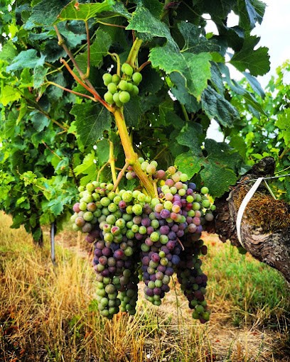 Vignobles Noailles, Côtes De Bourg, Vignoble à Teuillac