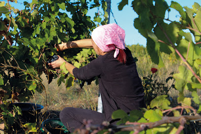 Domaine La Camba Tòrta Vignoble à Andillac