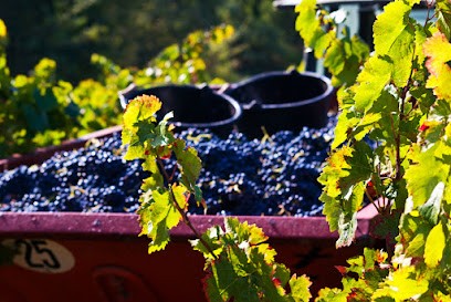 SCA de Vinification Megier Sabran, Vignoble à Sabran