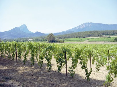 Héritage du Pic Saint Loup, Vignoble à Saint-Mathieu-de-Tréviers
