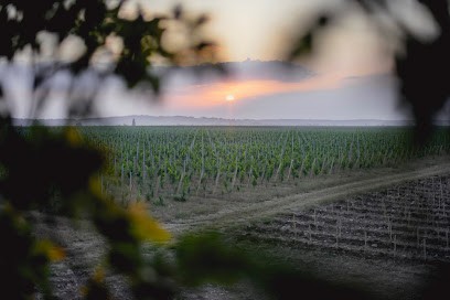 Domaine La Bouche du Roi, Vignoble à Davron