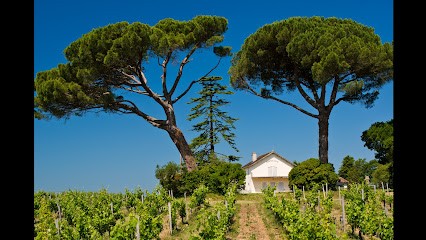 Château D'Argan, Vignoble à Saint-Germain-d'Esteuil