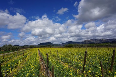 Domaine Estelle & Pierre Clavel, Vignoble à Assas