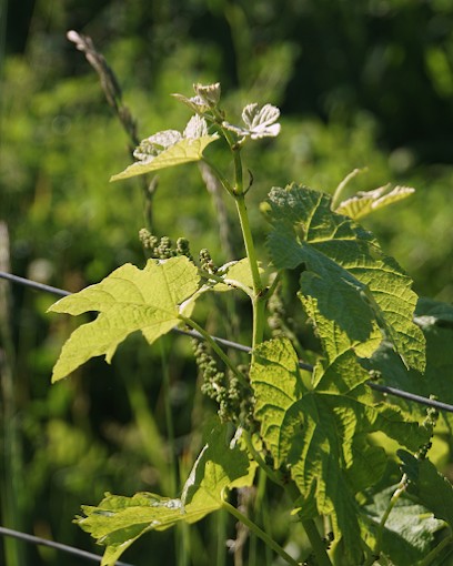 Chateau la Gineste, Vignoble à Duravel