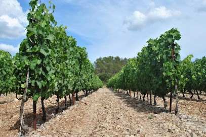 DOMAINE LA COSTESSE, Vignoble à Vacquières