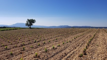 Domaine De L'Argentière, Vignoble à Visan