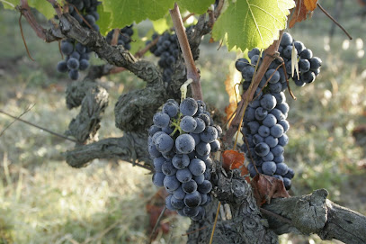 La Cabrery, Vignoble à Vitrolles-en-Lubéron