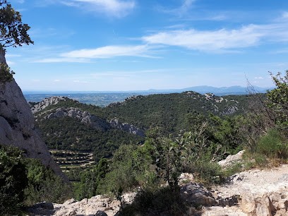 Cave Lavau, Vignoble à Violès