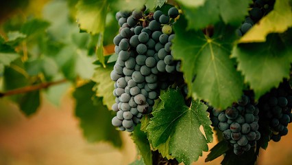 Champagne Philippe DEVITRY, Vignoble à Urville