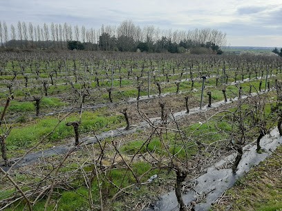 Domaine Du Vieux Pressoir Talmont, Vignoble à Talmont-Saint-Hilaire