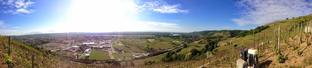 Domaine de la ville rouge, Vignoble à Mercurol-Veaunes