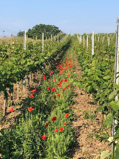 Les Coteaux du Montguichet, Vignoble à Chelles