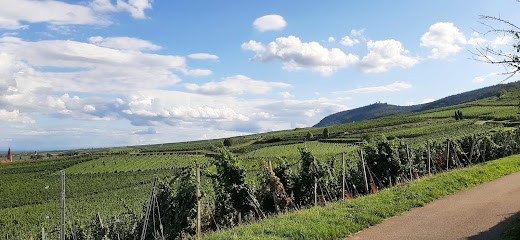 Vignoble Des 2 Lunes, Vignoble à Wettolsheim