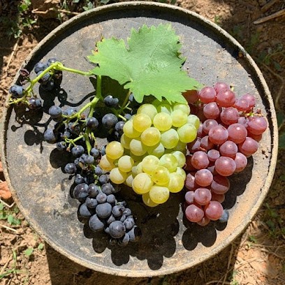 Domaine Hurst, Vignoble à Turckheim