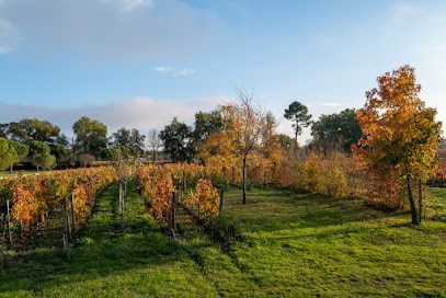 Château Anthonic & Château Lestage-Darquier Grand Poujeaux, Vignoble à Moulis-en-Médoc