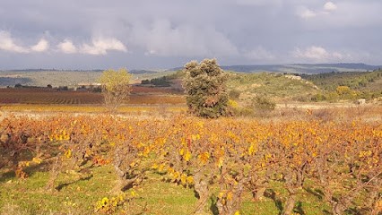 SCAV Terroirs Du Vertige - Caveau De Cucugnan, Vignoble à Cucugnan