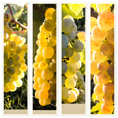 La Pièce Rapportée Vignoble à Saulcet