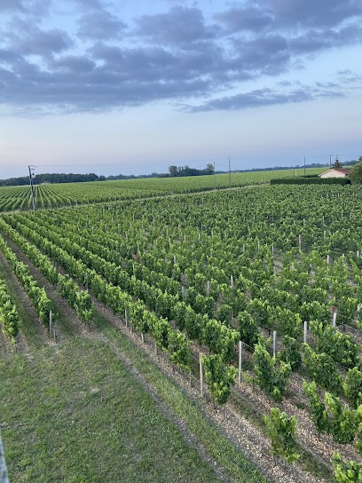 Château les templiers, Vignoble à Néac