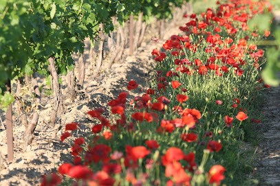 Domaine Sainte Marie des Crozes, Vignoble à Douzens