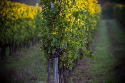EARL Vignoble LAFOI, Vignoble à Saint-Ciers-d'Abzac