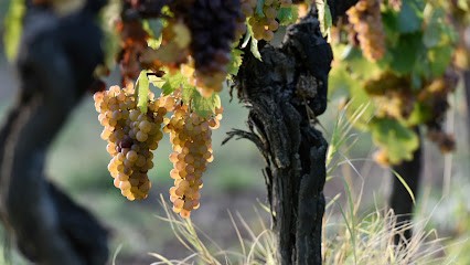 Château Les Miaudoux - Famille Cuisset, Vignoble à Saussignac