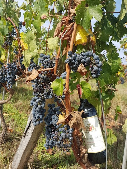 Château Guillemet - Vignobles Bordeneuve, Vignoble à Saint-Germain-de-Grave