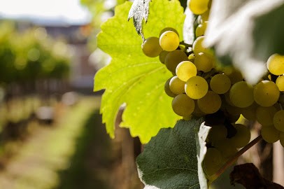 CHAMPAGNE LONCLE, Vignoble à Villers-Marmery