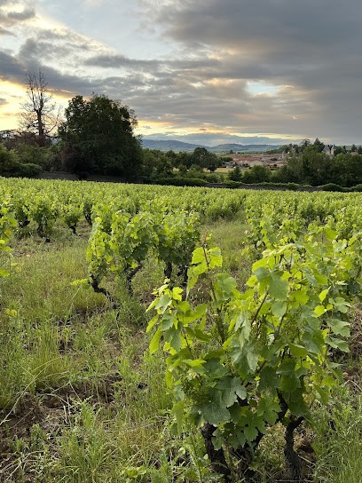 Château De La Perrière Brouilly, Vignoble à Saint-Lager