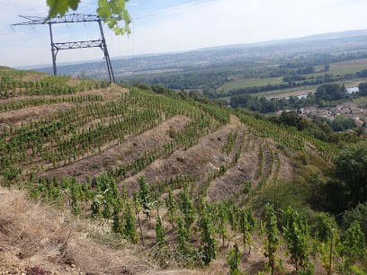 DOMAINE VALLET ANTHONY, Vignoble à Serrières