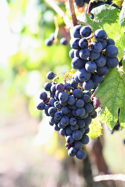 Valérie Godelu - Les Trois Petiotes Vignoble à Tauriac