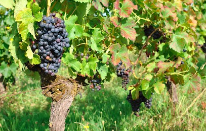 Château La Saye, Vignoble à Saint-Ciers-d'Abzac