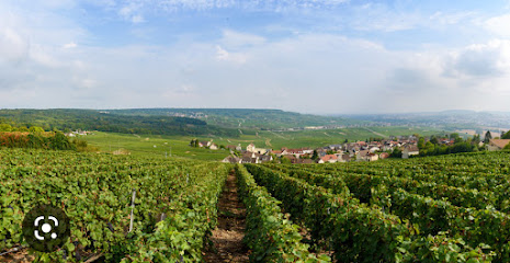Svc-Services Viticoles Champagne Vignoble à Rosnay