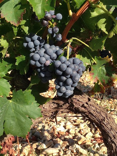 Domaine De PIAUGIER, Vignoble à Sablet