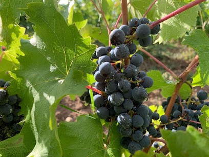 Le vin à poil ! Xavier Marchais & Morgane Tessier, Vignoble à Lafat