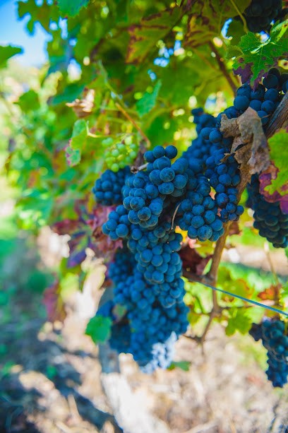 Château Du Petit Thouars, Vignoble à Saint-Germain-sur-Vienne