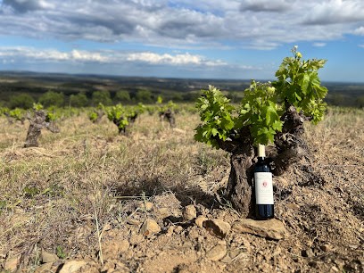 Domaine Raymond Roque, Vignoble à Cabrerolles