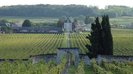Château De Chaintres, Vignoble à Saumur