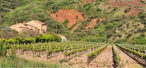 MAS CAOUDOU, Vignoble au Puech