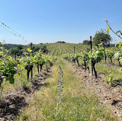 Domaine La Lauzeta - Vins Bio, Vignoble à Saint-Nazaire-de-Ladarez