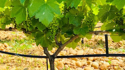 Domaine Le Père Brun | Visite & Dégustation Sur RDV, Vignoble à Sorgues